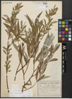 Foto von Salix alba subsp. alba L.